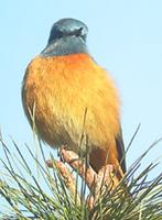 redstart