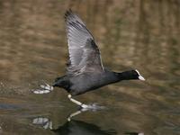 Coot, Eurasian