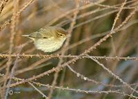 Chiffchaff