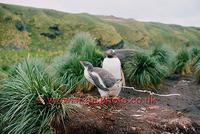 ...FT0123-00: An ability to projectile poop may help to keep the nest area cleaner. Gentoo Penguin.