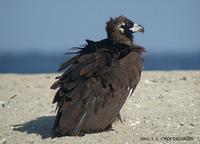 독수리 Black vulture Aegypius monachus