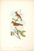 Richter after Gould Wood Lark (Alauda arborea)