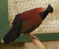 Pheasant Pigeon Otidiphaps nobilis nobilis