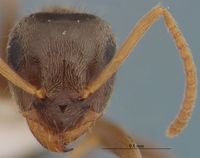 Lasius neglectus