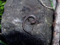 : Batrachoseps gabrieli; San Gabriel Mountains Slender Salamander