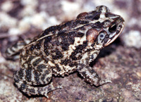 : Bufo coccifer