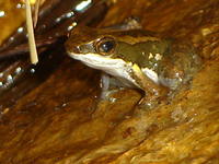 : Colostethus panamensis