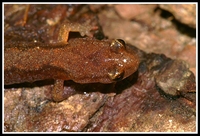 : Plethodon dorsalis; Northern Zigzag Salamander