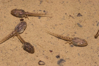 : Pseudacris regilla; Pacific Treefrog