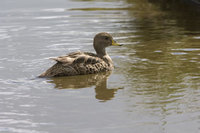 : Anas georgica; South Georgia Pintail