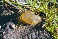 : Taricha torosa; California Newt