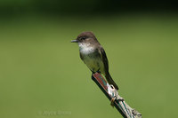 : Sayornis phoebe; Eastern Phoebe