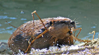 : Castor canadensis; Beaver