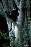 : Colobus guereza; Colobus Monkey