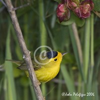 : Wilsonia pusilla; Wilson's Warbler