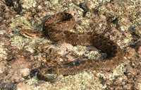 : Crotalus triseriatus armstrongi; Western Dusky Rattlesnake