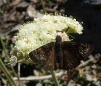 : Erynnis pacuvius; Pacuvius Duskywing