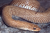 : Lioheterodon geayi