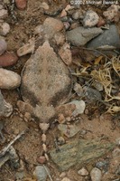 : Phrynosoma modestum; Round Tailed Horned Lizard