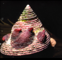 : Crepidula adunca; Slipper Snail;