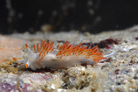: Flabellina trilineata; Three-lined Aeolid