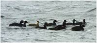 Common Scoter