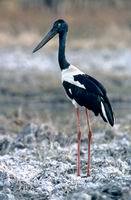 Black-necked stork