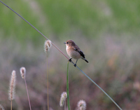 검은딱새 [stonechat]