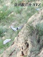 Columba rupestris Hill Pigeon 岩鴿 028-064