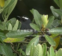 흰눈썹지빠귀 Siberian Thrush