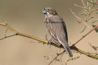 Lark Bunting Calamospiza melanocorys