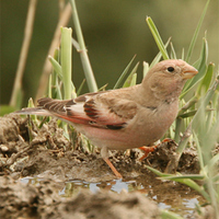 Mongolian Finch