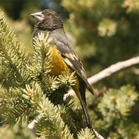 White-winged Grosbeak