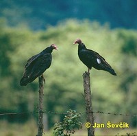 Photo of kondor krocanovitý, Cathartes aura, Turkey Vulture, Aura Gallipavo, Truthahngeier.