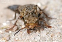 Stor jagtrovbille (Ontholestes tessellatus ) Foto/billede af
