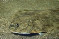 Skrubbe (Platichthys flesus) Foto/billede af