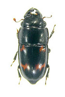 ヨツボシケシキスイ 1 ex. Librodor japonicus