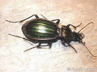 Carabus solieri liguranus