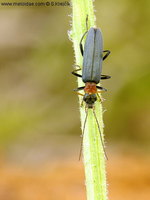 Oedemera croceicollis