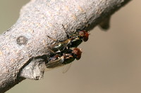 Physiphora alceae