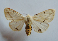 Spilosoma lutea - Buff Ermine