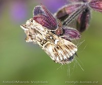 Calophasia lunula - Toadflax Brocade