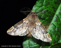 Ptilophora plumigera - Plumed Prominent
