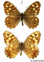 Pararge aegeria - Speckled Wood