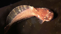 Liparis liparis liparis, Striped seasnail: