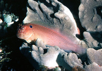 Cirripectes auritus, Blackflap blenny: