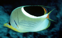 Chaetodon ephippium, Saddle butterflyfish: fisheries, aquarium