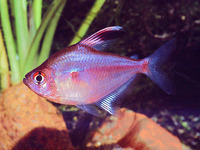 Hyphessobrycon erythrostigma, Bleeding-heart tetra: aquarium