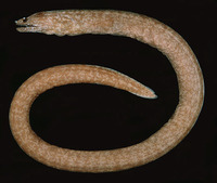 Uropterygius kamar, Barlip reef-eel: