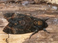 Acherontia atropos - Death's-head Hawk-moth